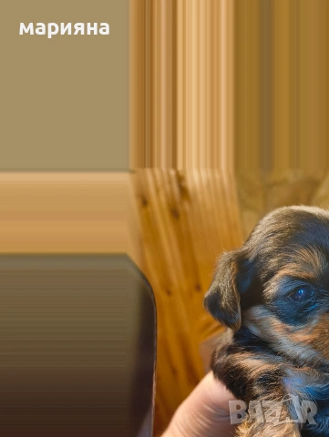 Малък господин, снимка 4 - Йоркширски териер - 53622170