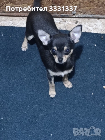 мини чихуахуа пинчер момче , снимка 2 - Чихуахуа - 54168454