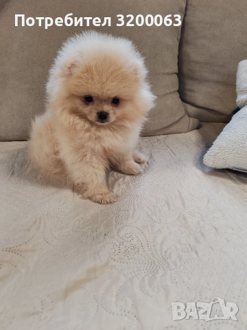 Померан мини мъжки 