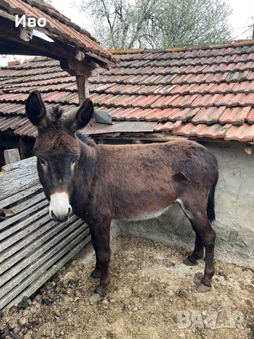 Продавам мъжко магаре, снимка 6 - Коне - 54146364