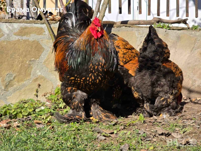 ЕЛИТНИ БРАМИ – РЕДКИ ЦВЕТОВЕ ОТ СЕЛЕКТИРАНИ ЛИНИИ, снимка 8 - Кокошки и пуйки - 50242246