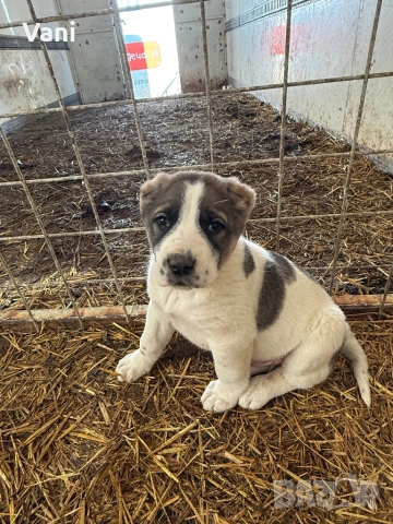 Аласай / САО , снимка 10 - Алабай - 54093320