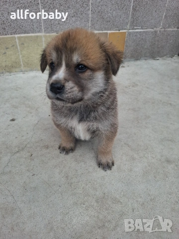 бебета Акита Ину, снимка 5 - Акита ину - 53726078