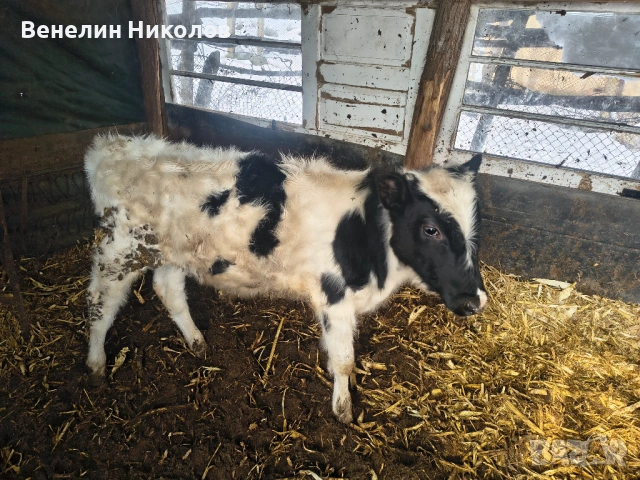 Мъжко теле на 6м., снимка 4 - Крави - 53559550