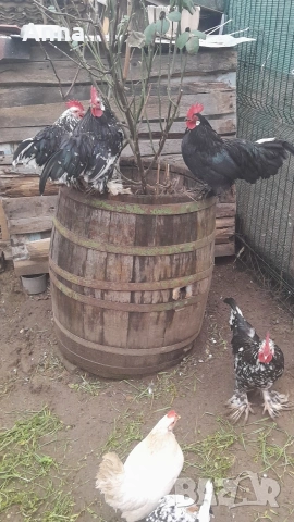 продавам декоративни петли 