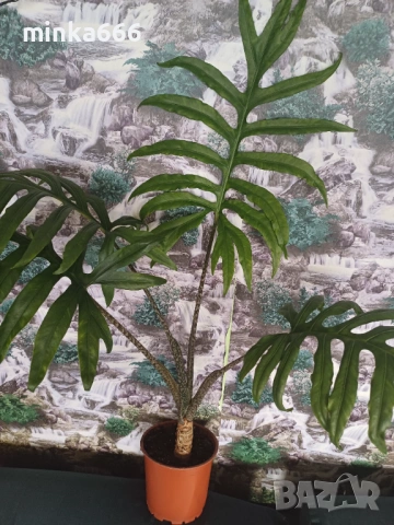 Алоказия жаклин., снимка 3 - Стайни растения - 53019153