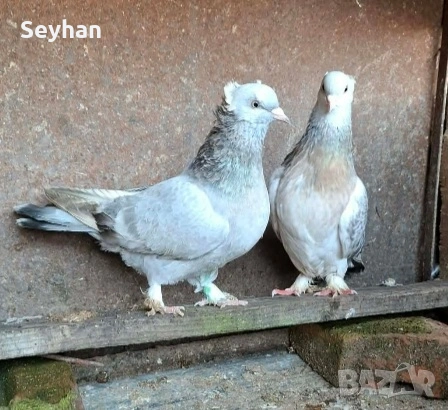 Гълъби мардини 