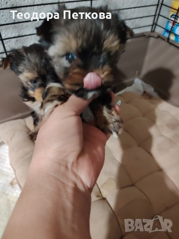 мини йоркширски териер , снимка 4 - Йоркширски териер - 52440882