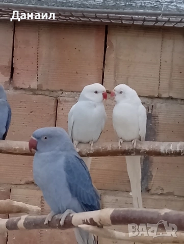 Малък Александър , снимка 7 - Папагали - 53636026