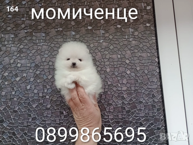 Мини Померани. Реални снимки от днес!!!, снимка 3 - Померан - 53681393