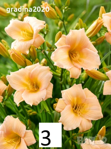Хемерокалис Налични 5 вида, снимка 3 - Разсади - 50705358