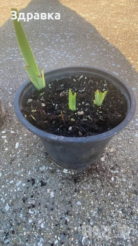 Нискостеблен Ирис МИКС, снимка 2 - Градински цветя и растения - 53212549