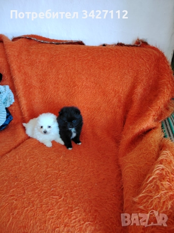 Померански шпиц