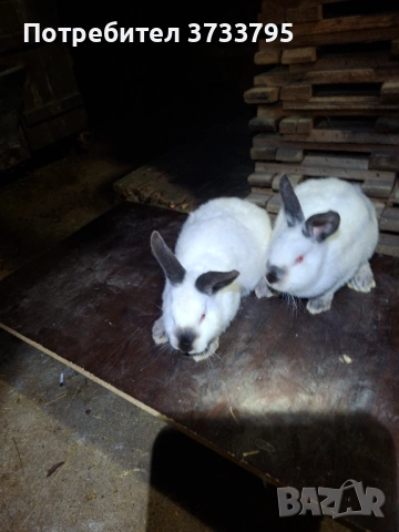 Калифорнийски зайци, снимка 7 - Други - 52656232