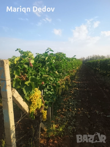 Продавам бяло грозде сорт Италия, снимка 1