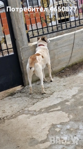 Женска на 1.7 месеца разгонена 