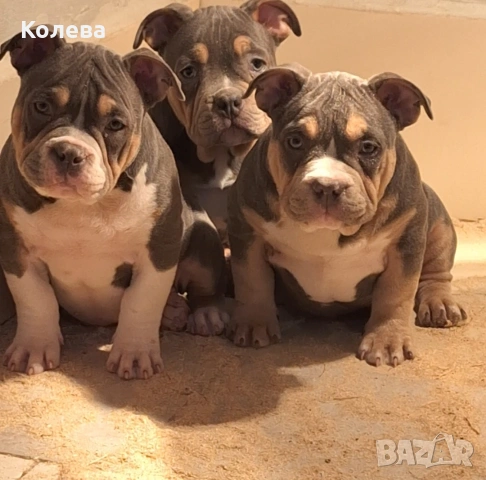 ТОП Американско були ПОКЕТ трикольор