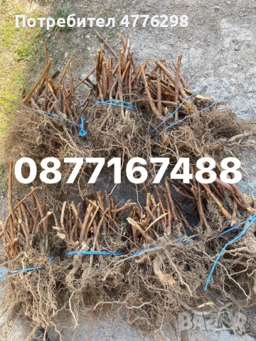 качествен разсад ягоди и малини, снимка 5 - Разсади - 54031573