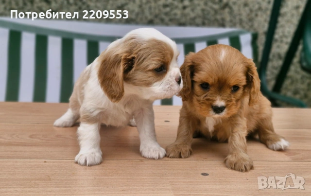 Кавалер Кинг Чарлз Шпаньол