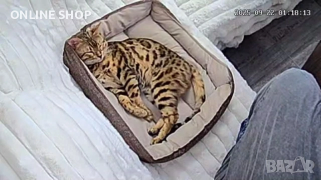 Бенгалска котка мъжка, снимка 3 - Бенгалски - 53142667