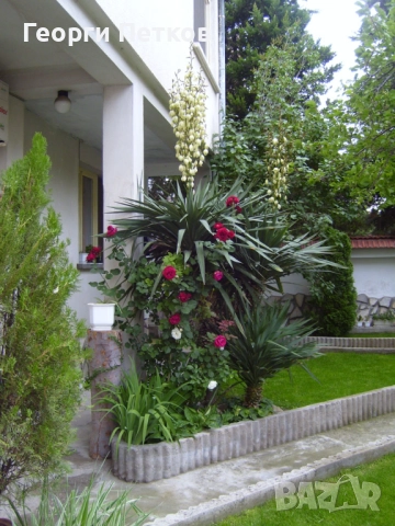 Студоустойчива палма Юка,дворна, снимка 8 - Градински цветя и растения - 52918084