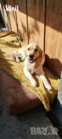 Хотел за кучета - Игри на воля , снимка 13 - Други услуги - 52645884