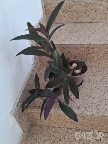 Традесканция , снимка 3 - Стайни растения - 52315449