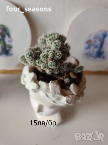 Кактуси, снимка 12 - Градински цветя и растения - 51905969