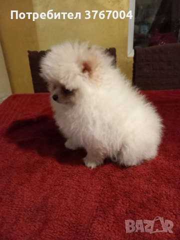 Померан , снимка 2 - Померан - 52881460