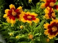 ореопсис Злато и Бронз, Coreopsis grandiflora UpTick™ Gold & Bronze, студоустойчив и многогодишен, снимка 2