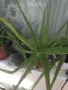 Алое вера , снимка 2