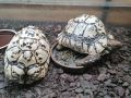 Леопардови костенурки, снимка 1 - Костенурки - 45452156