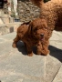 Момченце пудел/ male red poodle, снимка 9