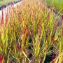 Imperata 'Red Baron', Декоративна трева, снимка 10