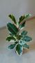 Шарен фикус / Ficus elastica "Tineke", снимка 1 - Стайни растения - 45343932