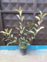 Фотиния-(Photinia Red Robin), снимка 10