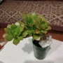 Вариагатни, Variegatа хавортии, седум, красула , aeonium , снимка 5