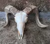 Череп от овен,коч.Рога., снимка 1