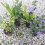 Комплекти градински цветя, снимка 1 - Градински цветя и растения - 45161745