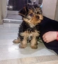 Продавам Йоркширско териерче, снимка 1