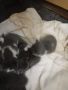 Британски късо космести котенца , снимка 1 - Британска късокосместа - 45537516