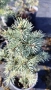 Сребрист смърч, Picea pungens 'Misty Blue', снимка 10