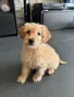 Той Пудел Мъжко Toy Poodle, снимка 1