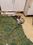 три  котенца от Варна търсят дом, снимка 10