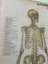 Соц Анатомични Медицински Плакати, снимка 3