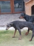 Чистокръвни добермани, снимка 8