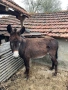 Продавам мъжко магаре, снимка 6