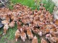 Кокошки носачки Ломан Браун , снимка 1 - Кокошки и пуйки - 45633098
