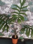 Алоказия жаклин., снимка 3