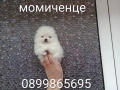 Мини Померани. Реални снимки от днес!!!, снимка 3